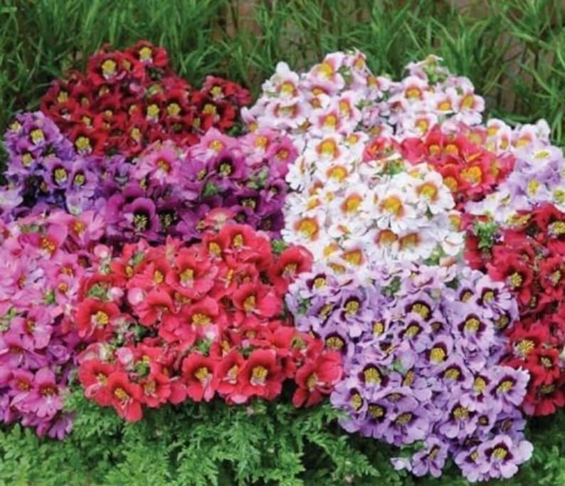 100 Seeds Schizanthus Angel Wings Mix Flower Seeds-Poor Man's Orchid-Schizanthus-Butterfly Flower-pv418-Angelic Annual-Attracts Butterflies image 1