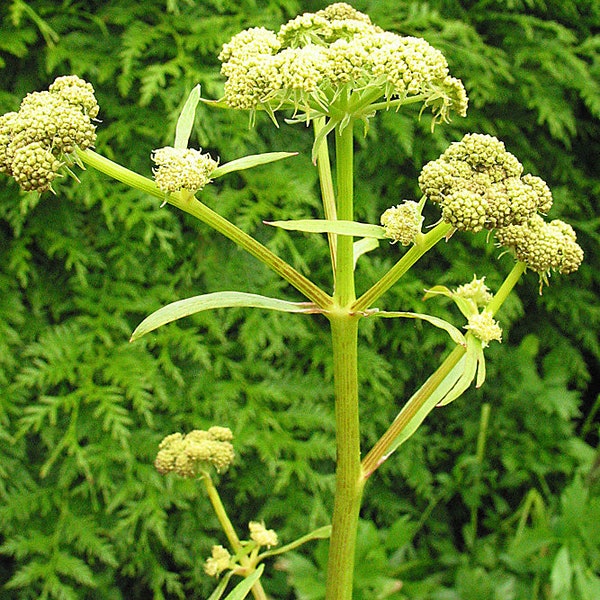 50 Zaden-Lavas Zaden- Levisticum Officinalis-Geneeskrachtige Vaste plant-Zoet Culinair Kruid-Tuin Lavas--J054