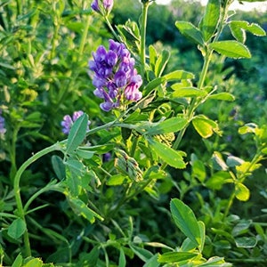 2000 Seeds-Organic Alfalfa Seeds-J074-Perennial Seeds-Lucerne