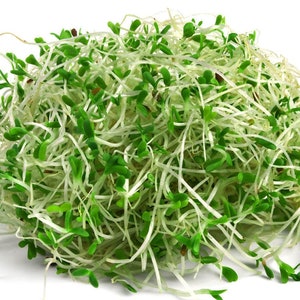 Op de afbeelding: Een close-up van een stapel verse alfalfa-spruiten. De spruiten zijn lichtgroen en wit, met kleine blaadjes aan de bovenkant. De spruiten zijn in een losse stapel gerangschikt, met enkele spruiten die uit de stapel steken.