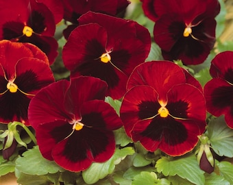 パンジー スイス ライトブルー フラワーシード 50個 - パンジー クリア