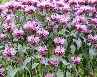 100 Sementes - Sementes de Bergamota Selvagem - J043 - Sementes de Monarda Fistulosa