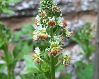 100 semillas de Mignonette Ameliorata (Reseda Odorata), anual muy perfumada, pv511