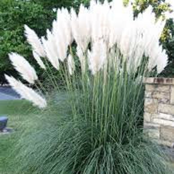 100 Seeds- White Pampas Grass Seed-- Cortaderia Selloana-pv184- Beautiful and Fast growing Ornamental Perennial