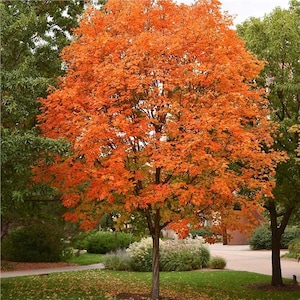 May include: A vibrant orange maple tree with lush green foliage in the background. The tree is in full autumn colour, with leaves ranging from bright orange to deep red.