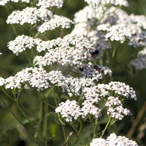 500 zaden-duizendblad witte zomer bloemzaden-Achillea Millefolium-pv421-wit duizendblad-westers duizendblad-grote jaarlijkse-geweldig voor gesneden/gedroogde bloemen afbeelding 1