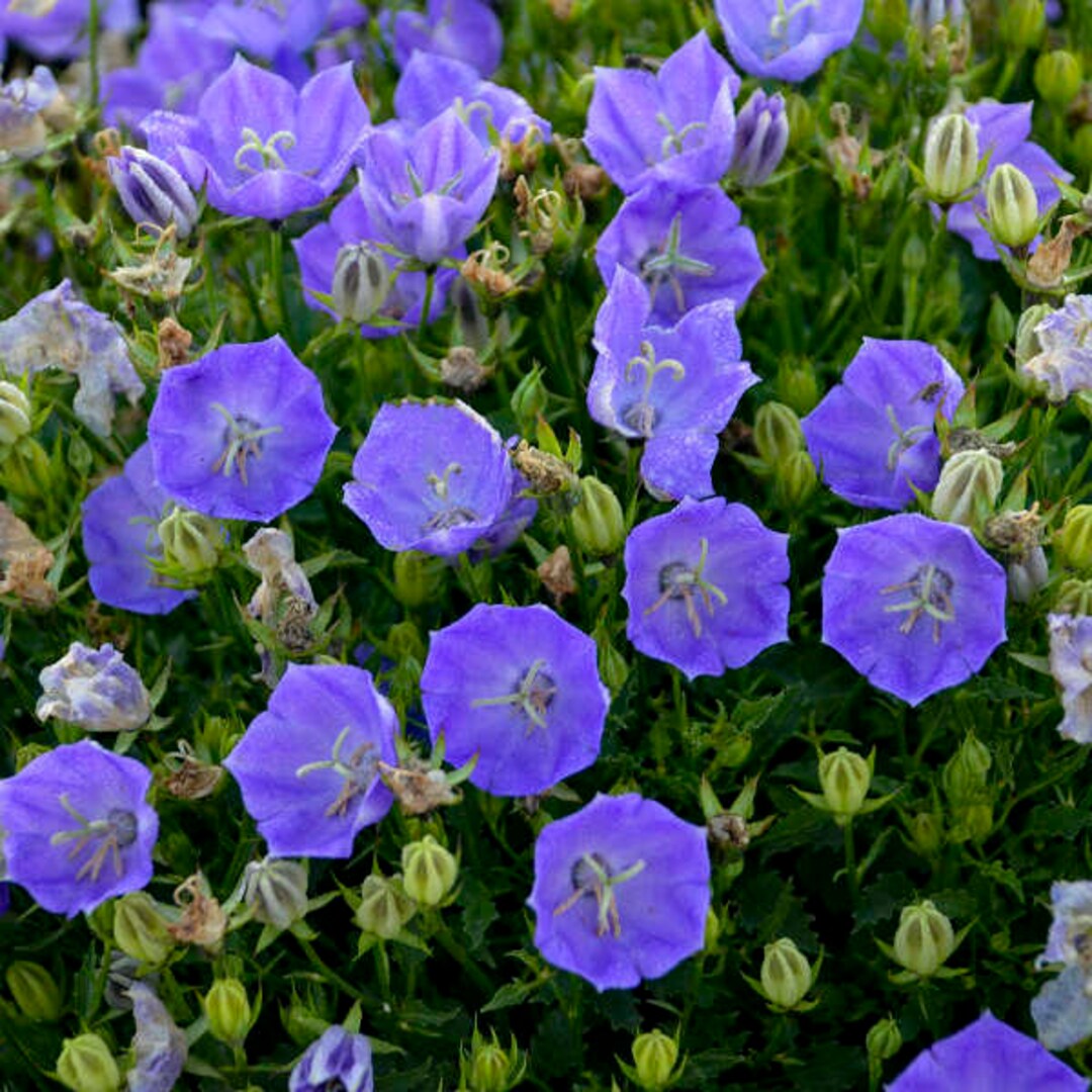100 Seedstussock Blue Bell Flower Seedspv412campanula Etsy Canada