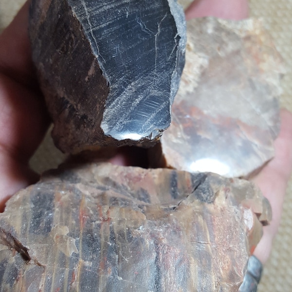 Lot de 3 bois fossile Vosges (Val d'Ajol - France)