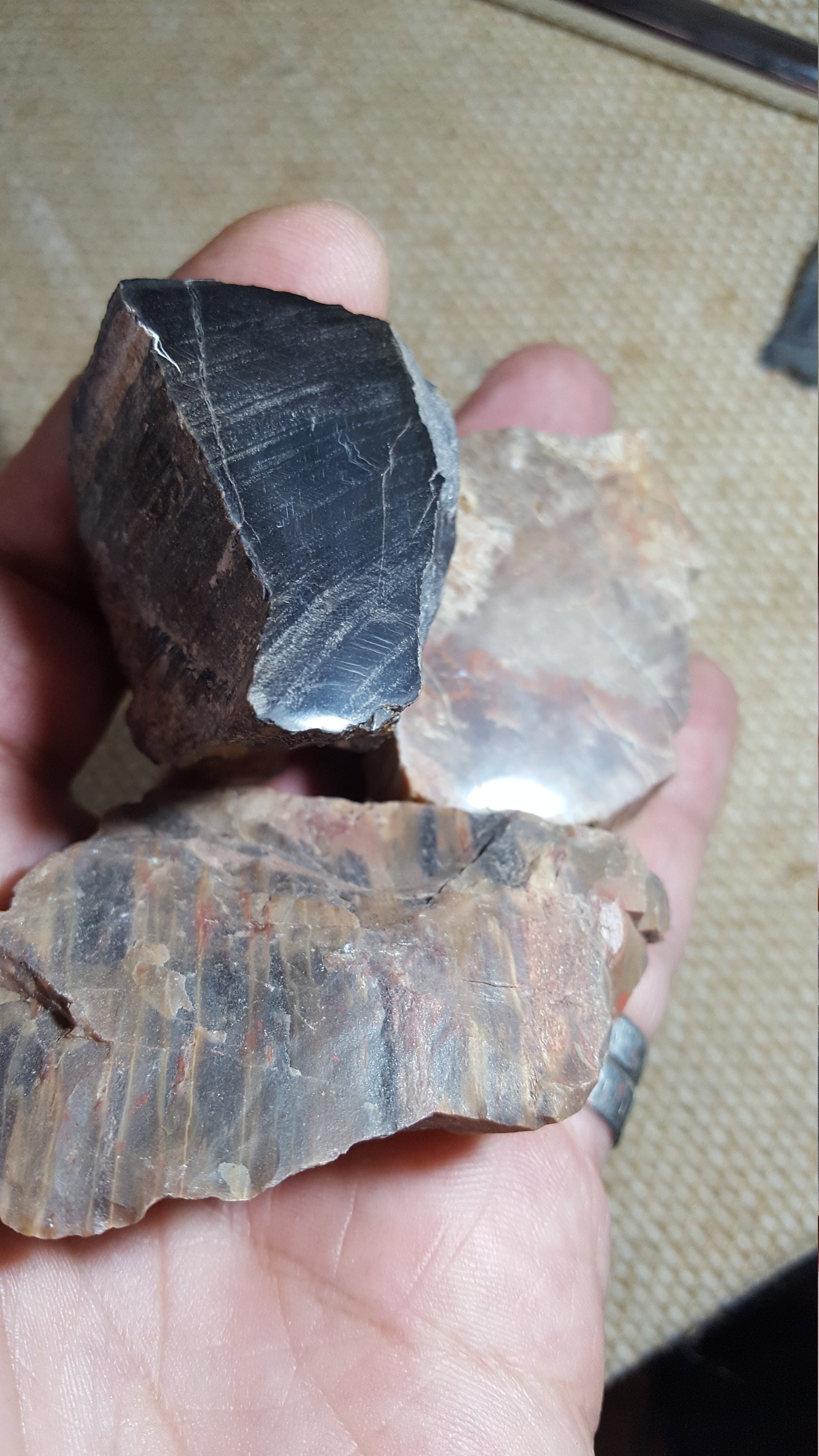 Lot de 3 Bois Fossile Vosges | Val d'ajol - France