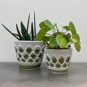 Pode incluir: Duas plantas em vasos de cerâmica branca com um padrão verde e branco. Os vasos têm uma borda festonada. As plantas são de tamanhos diferentes. A planta maior tem folhas longas e finas. A planta menor tem folhas redondas e verdes.