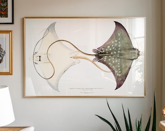 Spotted Eagle Sting Ray, Sea Animal Poster, Vintage Science Textbook Illustration, Bedroom Wall Decor