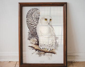 Snowy Owl Painting, Bird Poster, Antique Animal Painting, Vintage Poster Wall Art Decor, Bird Illustration, Light Academia