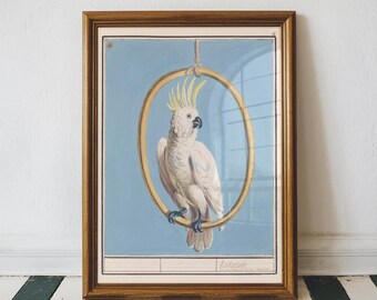 Sulphur-crested Cockatoo by Edward Lear, Tropical Bird Wall Decor, Botanical Wall Art, Animal Lover Gift