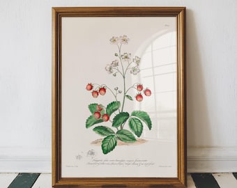 Vintage Strawberry Botanical Print, John Edwards Wall Art, Fruit Kitchen Decor