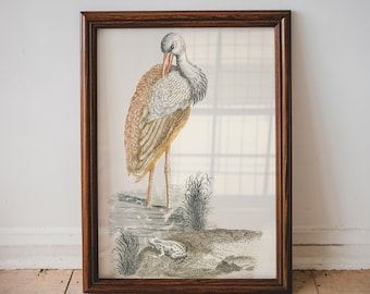 Stork and A Frog by Johan Teyler, Bird Poster, Antique Animal Painting, Vintage Poster Wall Art Decor, Bird Illustration