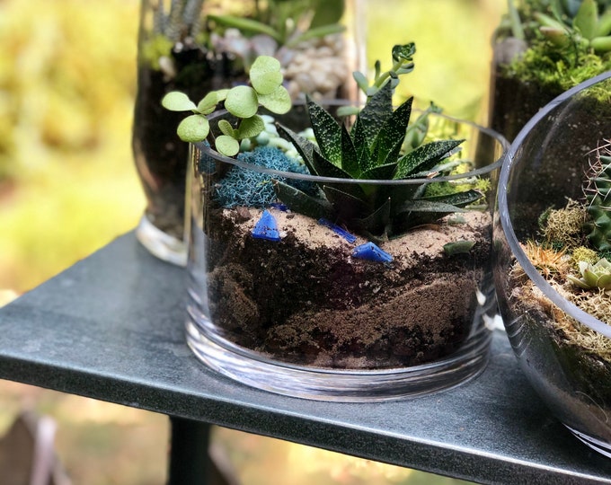 Succulent Terrarium