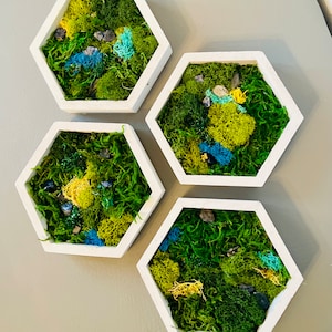 Hexagon Moss Wall Art: Framed Cottagecore Decor, Set of 4