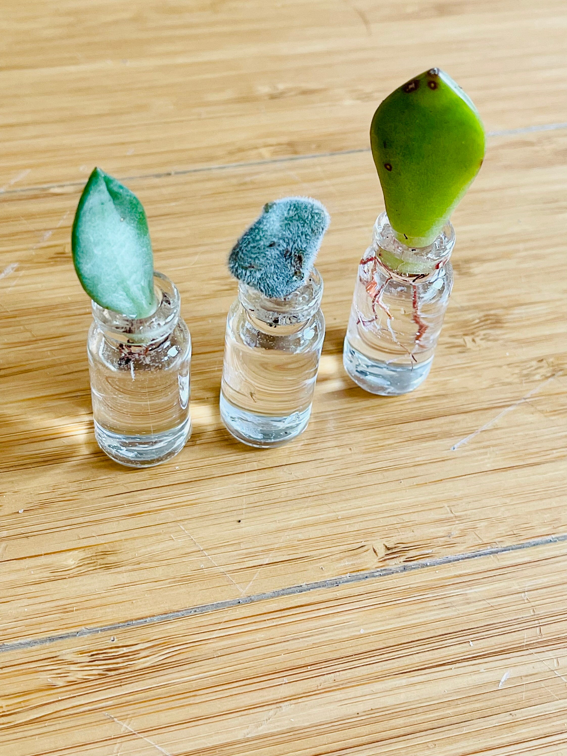 A Set of 5squeeze Bottles/squirt Bottles for Succulents, Small Plants and  Rooting Cuttings2 Styles Clear Bottles & Blue Bottles 