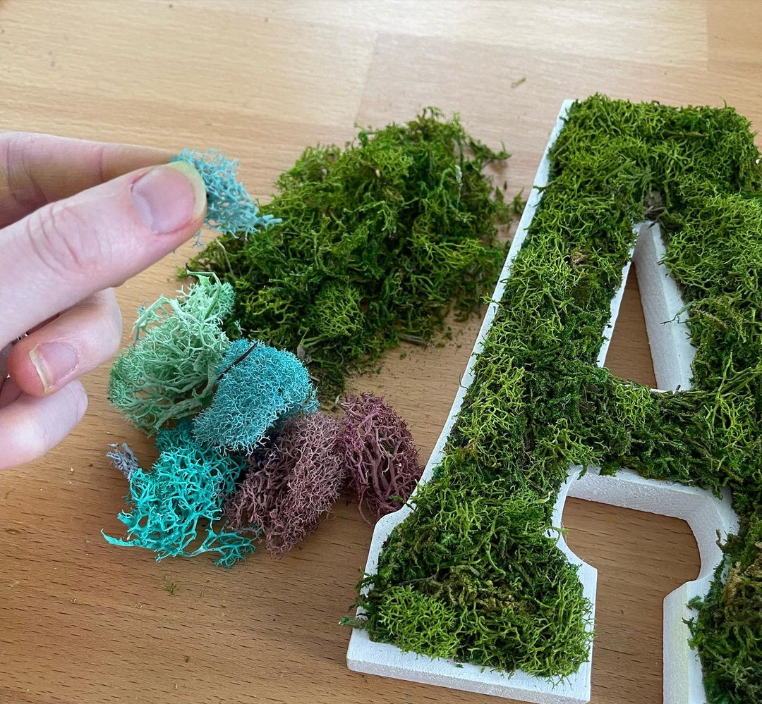 Moss Wall Art Kit Art Kit DIY Art Box DIY Moss Art DIY Etsy