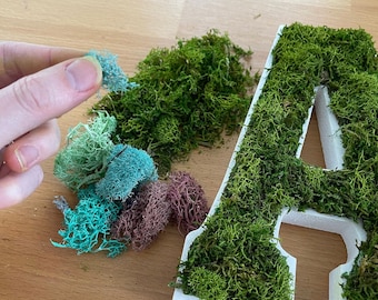 DIY Moss Wall Art Kit – Succulent and Preserved Moss Craft Project for Home Decor
