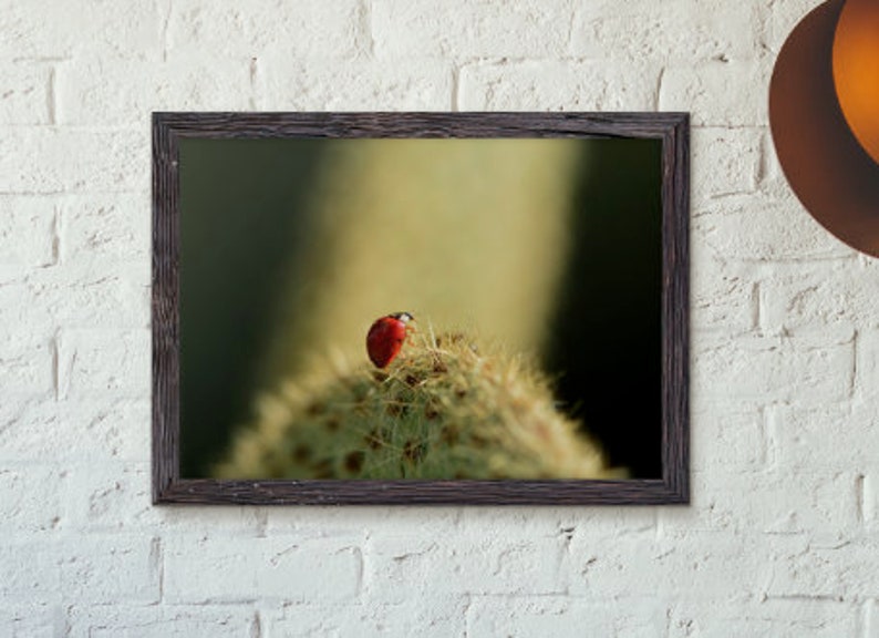 Ladybug Photography Print Nature Photography Flower Macro Print Botanical Print Macro Photography Flower Decor Home Decor