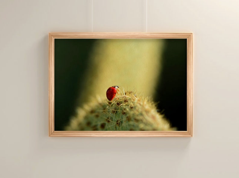 Ladybug Photography Print Nature Photography Flower Macro Print Botanical Print Macro Photography Flower Decor Home Decor
