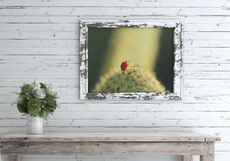 Ladybug Photography Print Nature Photography Flower Macro Print Botanical Print Macro Photography Flower Decor Home Decor