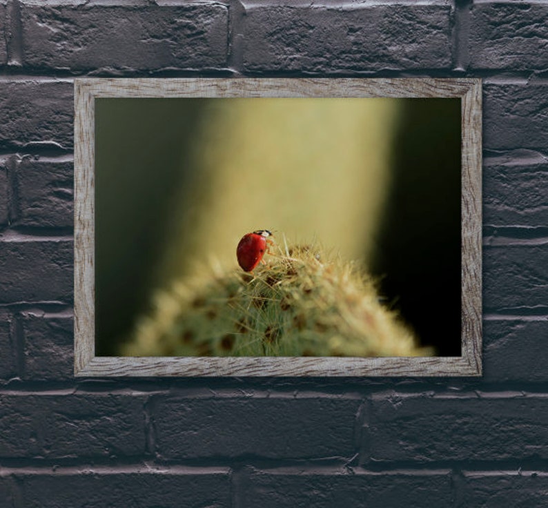 Ladybug Photography Print Nature Photography Flower Macro Print Botanical Print Macro Photography Flower Decor Home Decor