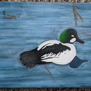 Acrylic Common Goldeneye Painting on Canvas, 9in × 12in, expressionism, bird art