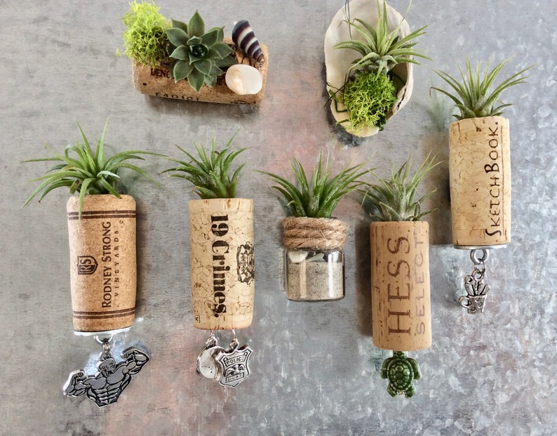 Cork Air Plant Real Live Air Plant Wine Cork Etsy