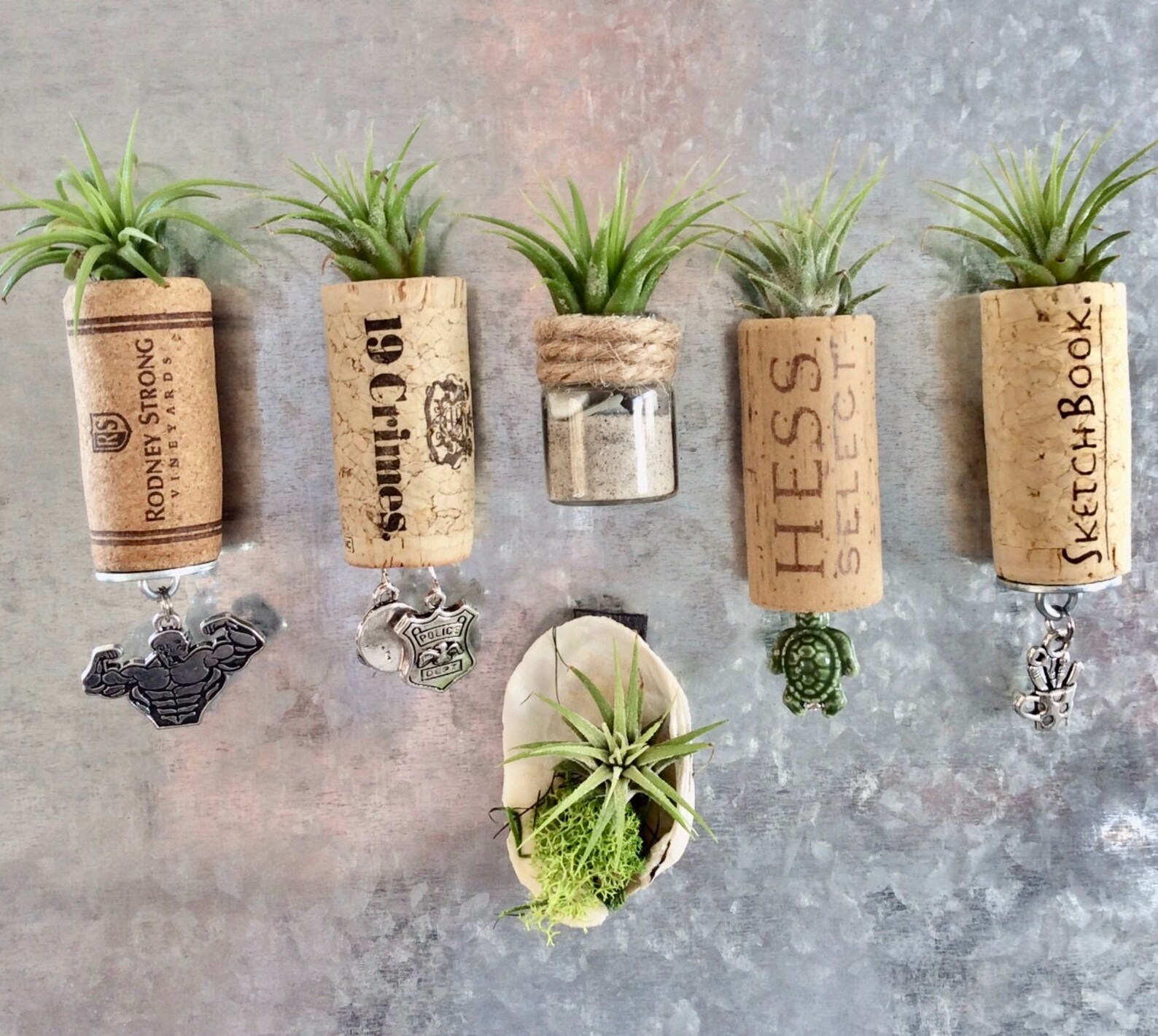 Cork Air Plant Real Live Air Plant Wine Cork Etsy
