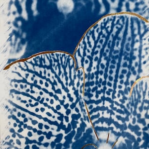 Orchids No.2