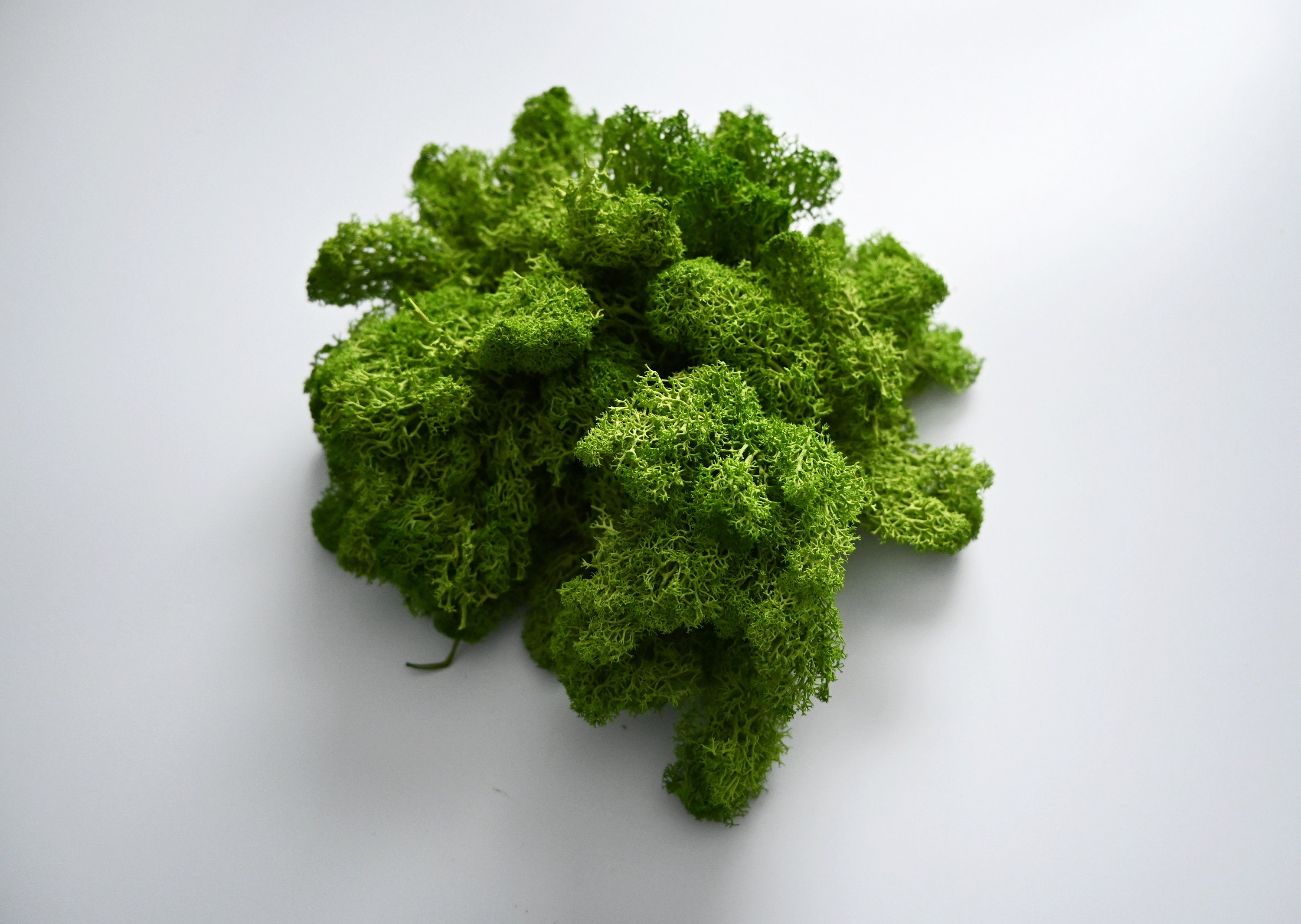 Scandinavian Moss Tile Preserved Moss Decor Home Office Decor Etsy