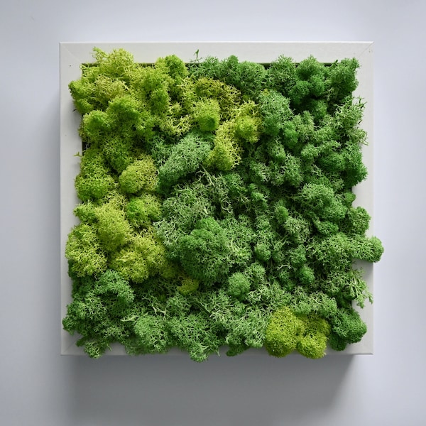 Green Eco Moss Etsy