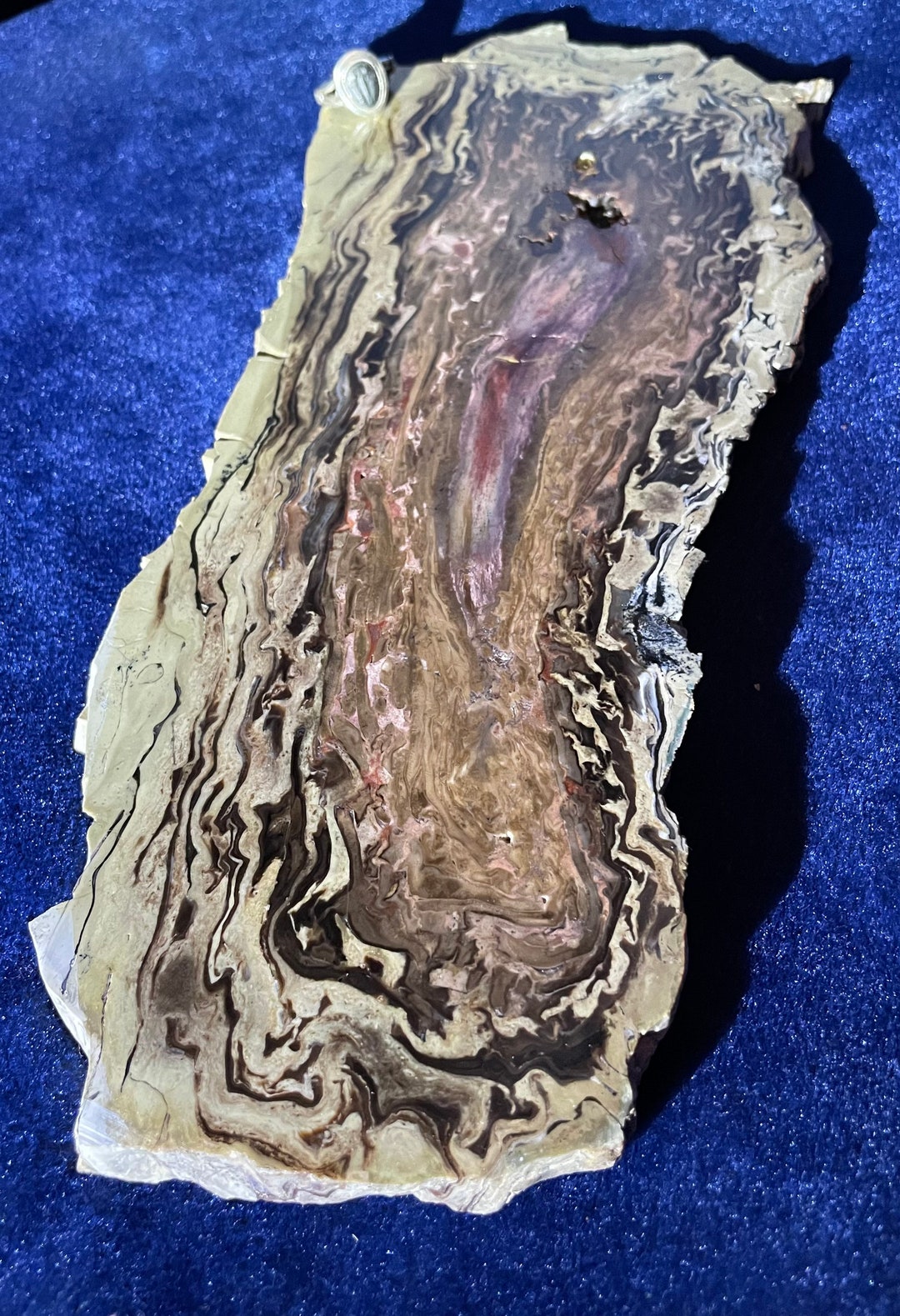 Wyoming Pandanus Petrified Wood Large Slab Etsy