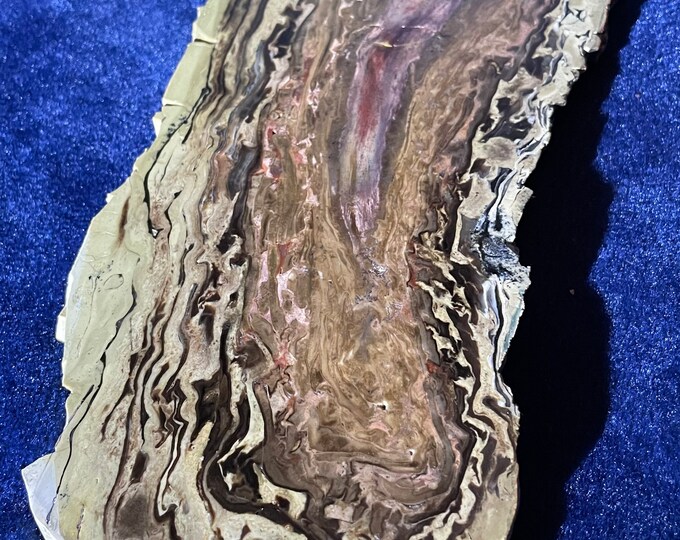 Wyoming Pandanus Petrified Wood Large Slab Etsy