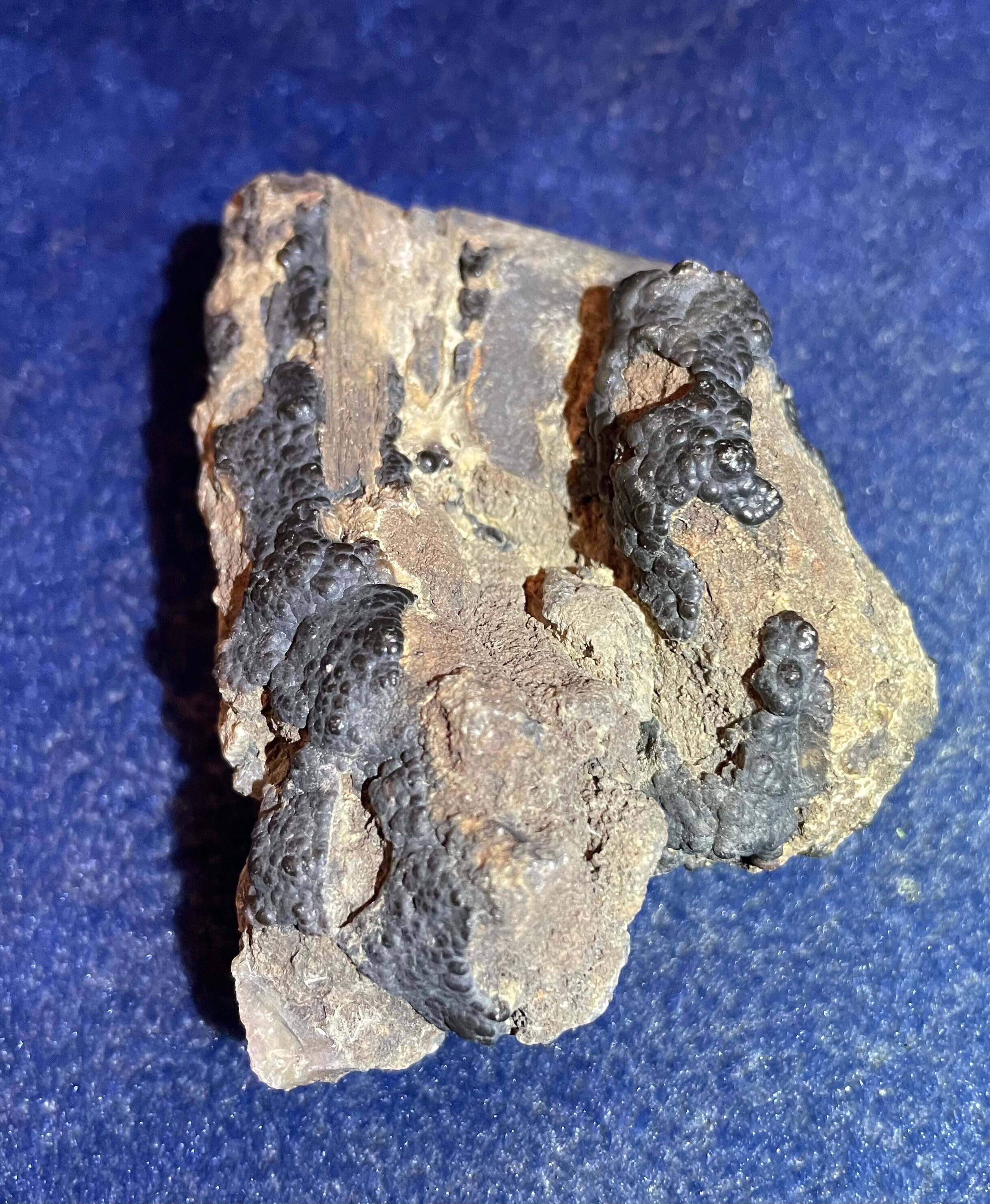 Wyoming Pandanus Petrified Wood Limbcast Etsy