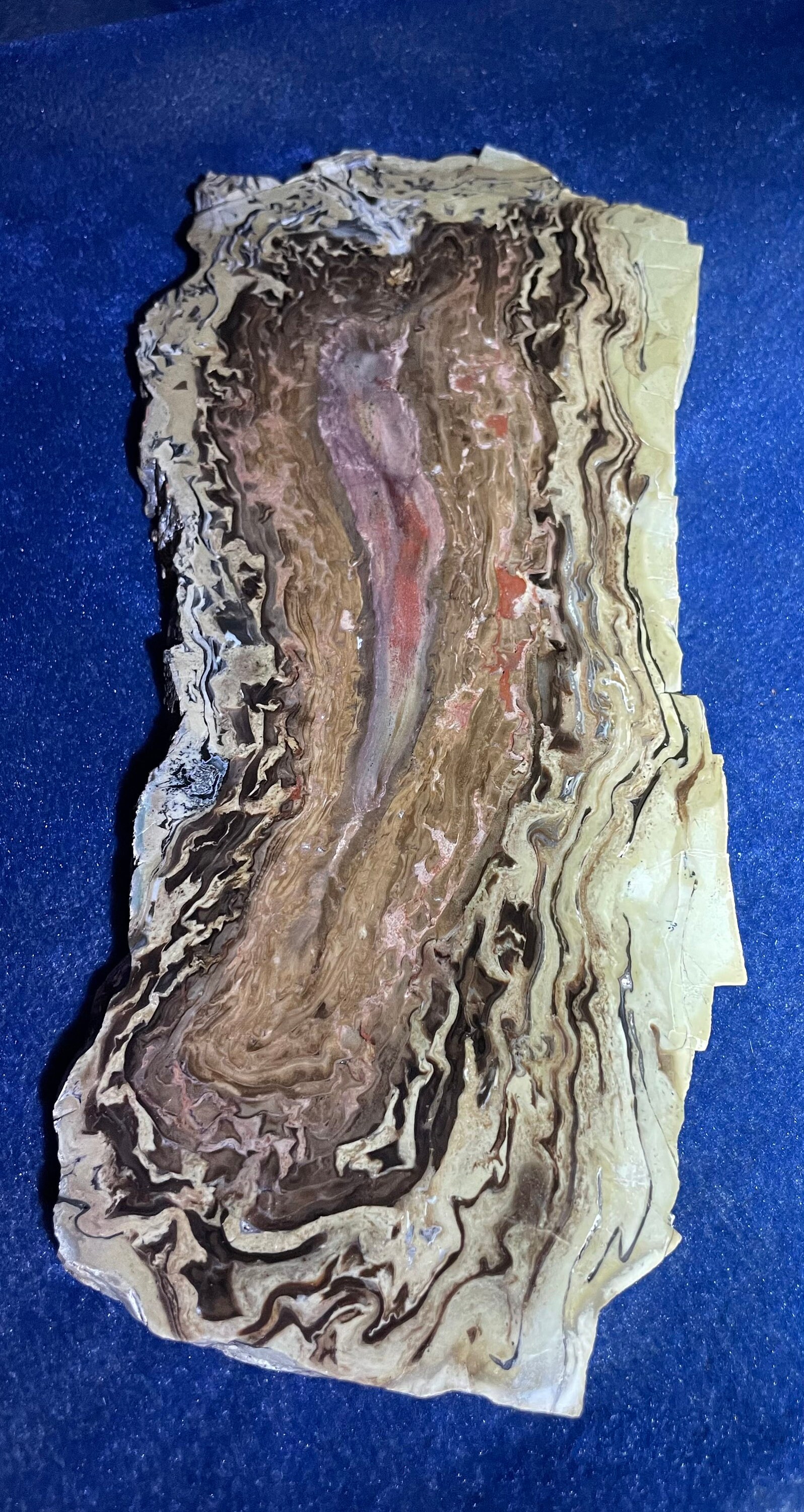 Wyoming Pandanus Petrified Wood Large Slab Etsy