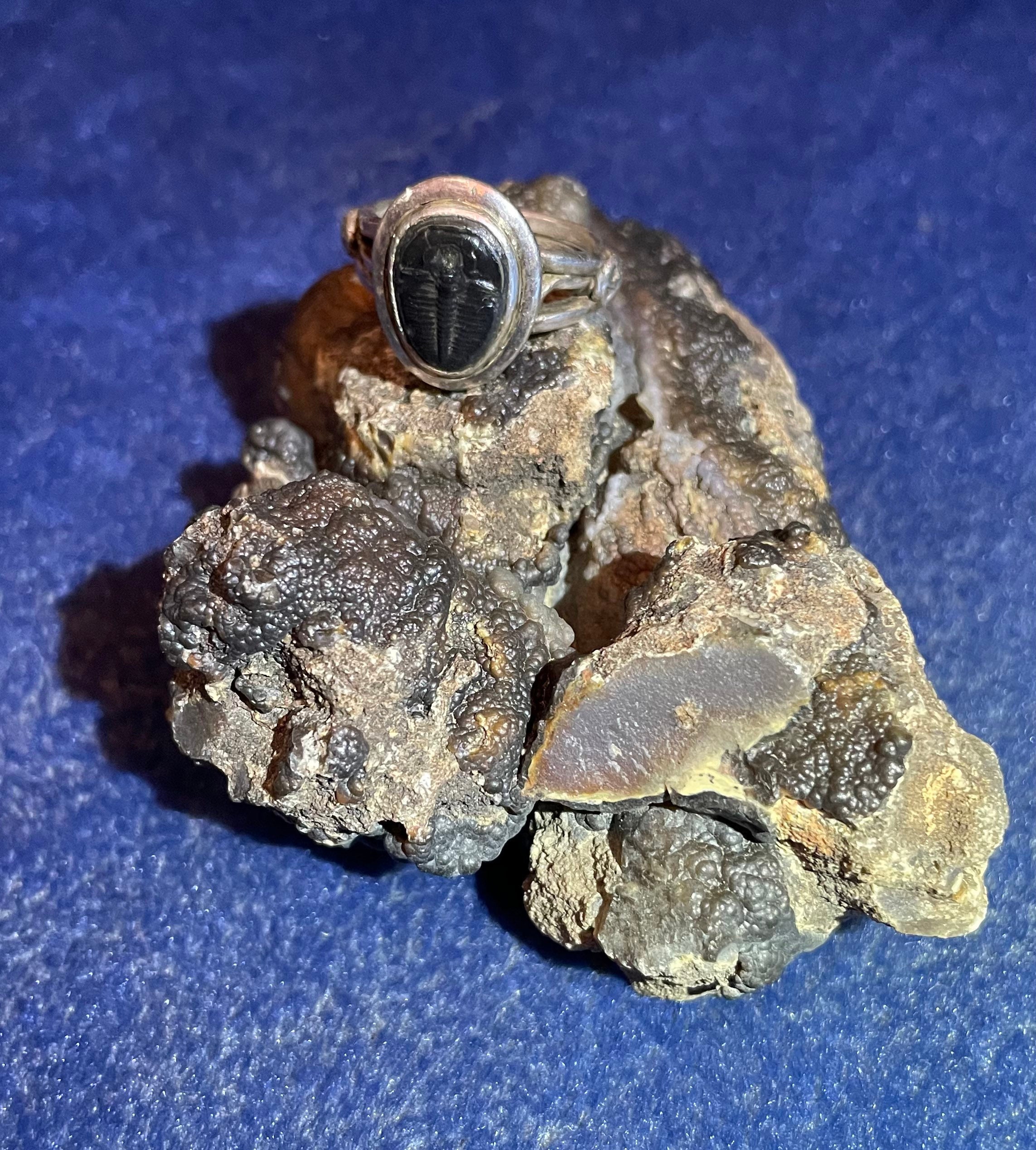 Wyoming Pandanus Petrified Wood Limbcast Etsy