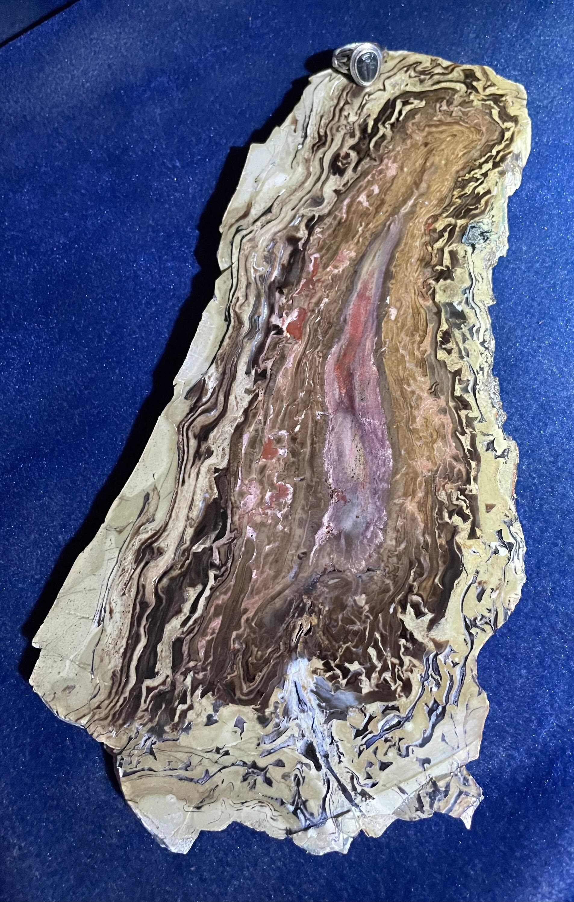 Wyoming Pandanus Petrified Wood Large Slab Etsy