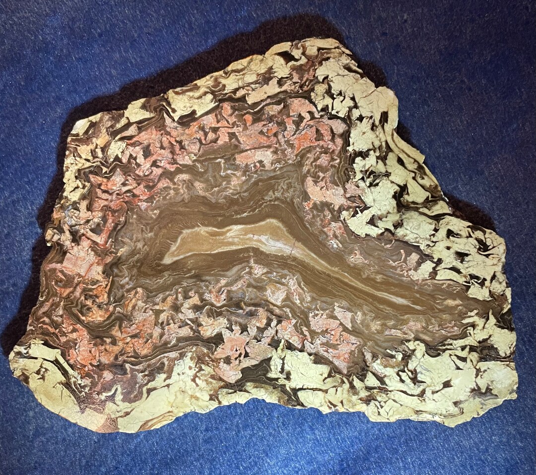 Wyoming Petrified Pandanus Wood Slab Etsy