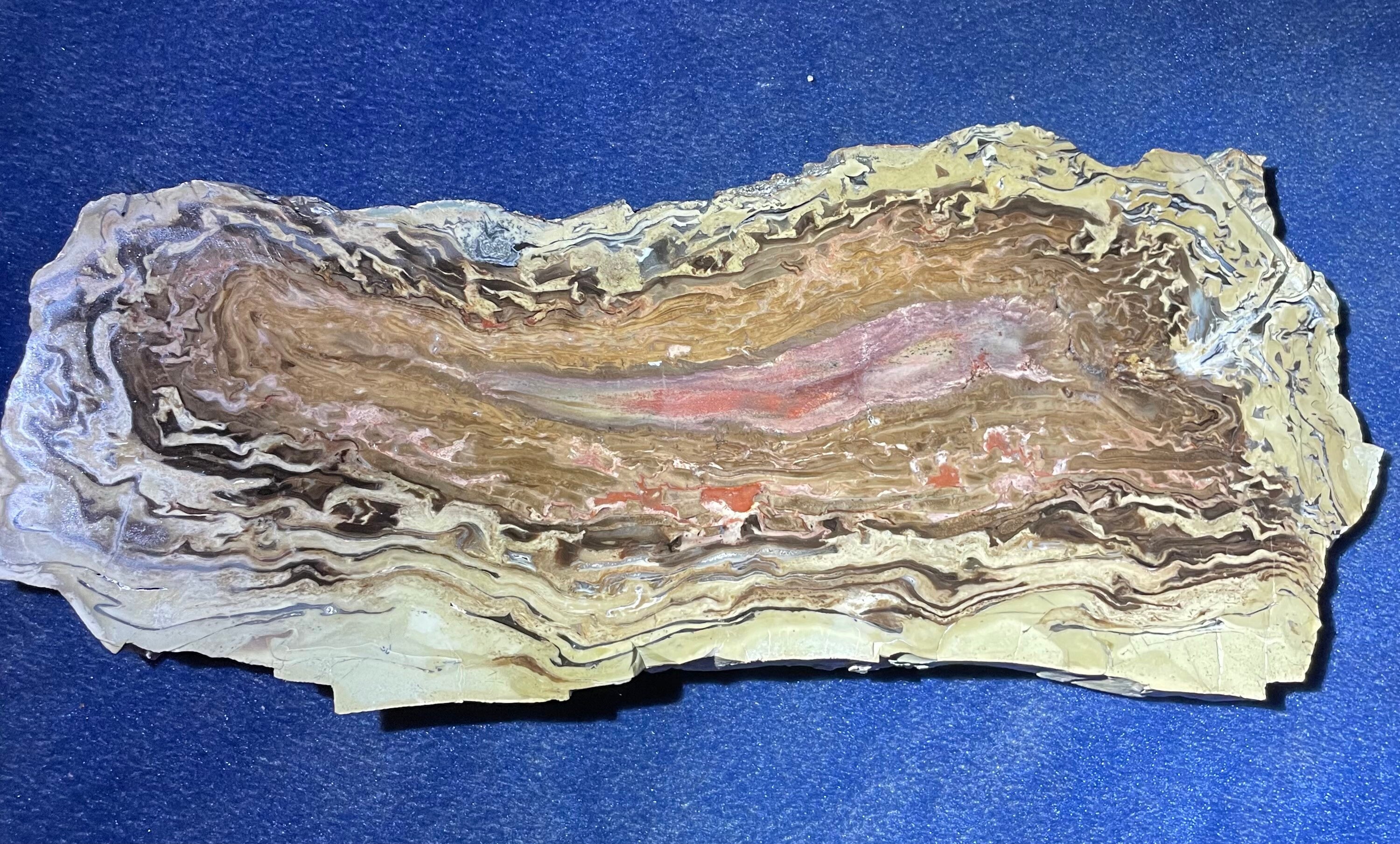 Wyoming Pandanus Petrified Wood Large Slab Etsy