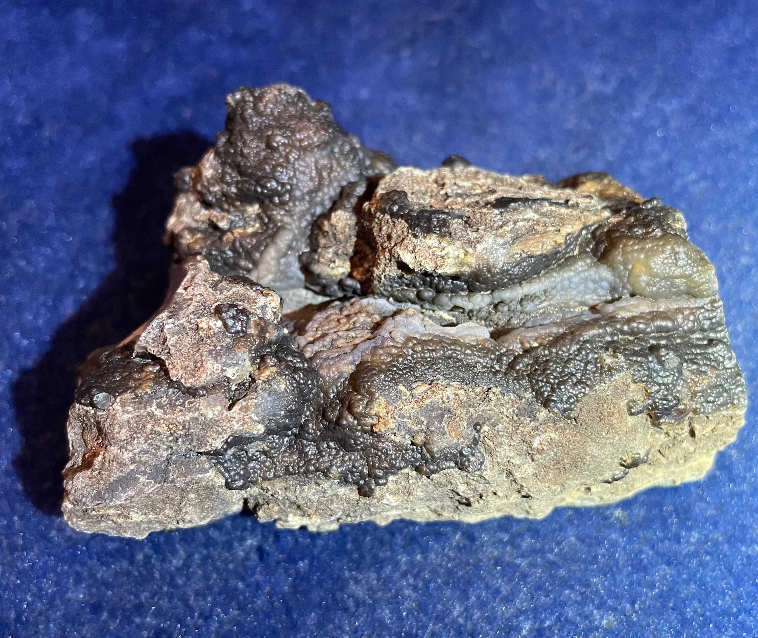 Wyoming Pandanus Petrified Wood Limbcast Etsy