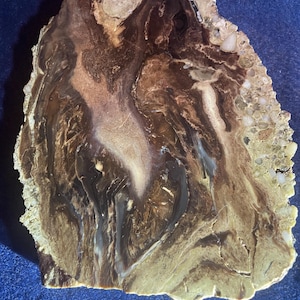 May include: A slab of fossilized wood with a brown, tan, and white swirling pattern. The fossilized wood has a rough, textured surface.