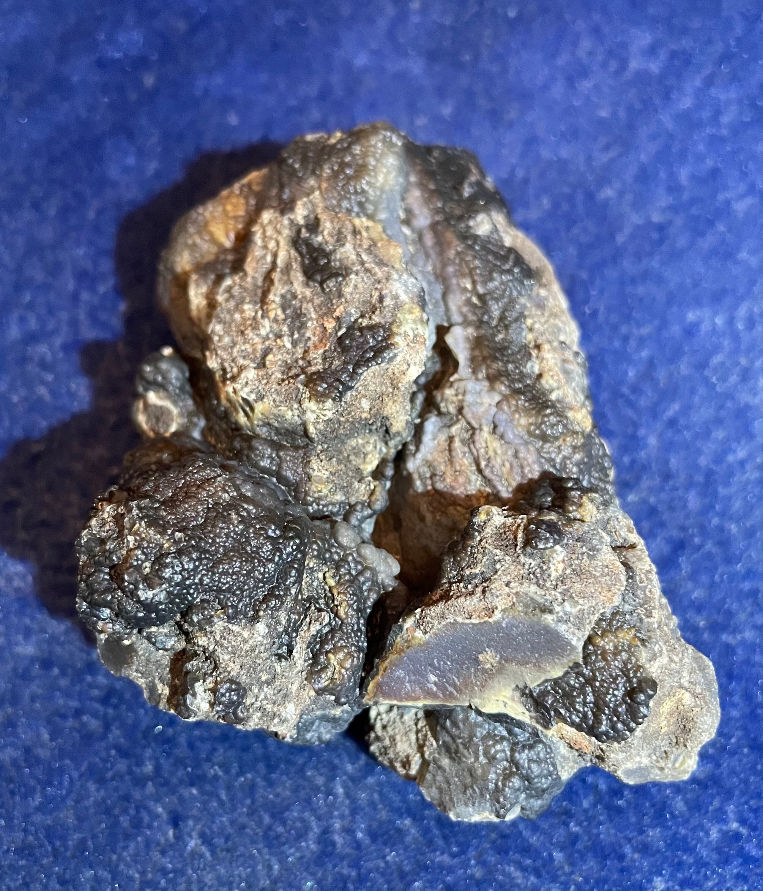 Wyoming Pandanus Petrified Wood Limbcast Etsy