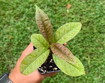 Sow Grow Tropicals By Sowngrow On Etsy