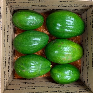 8lbs of Fresh Florida Grown Avocados - Mix of Simmonds, Donnie, Monroe and more.