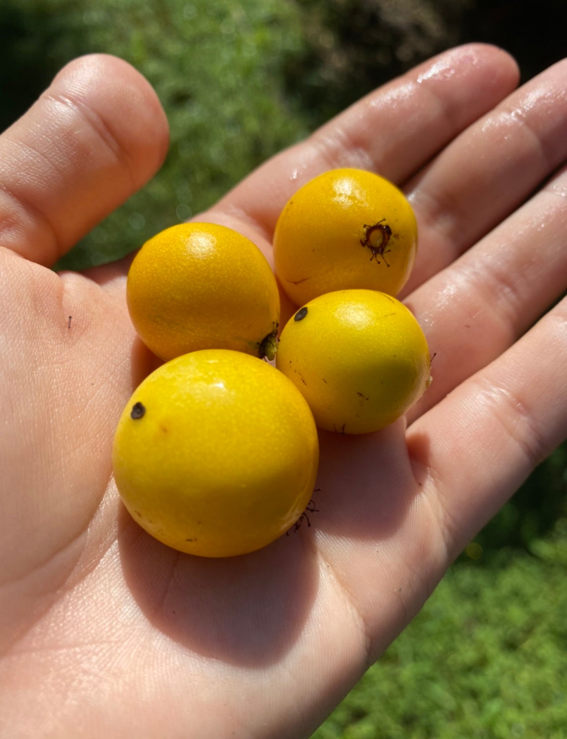 Lemon Drop Mangosteen Seedling Garcinia Intermedia Etsy