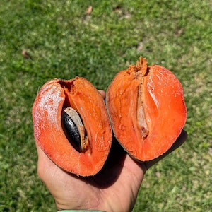 4lbs of Fresh Florida Mamey Sapote Fruit
