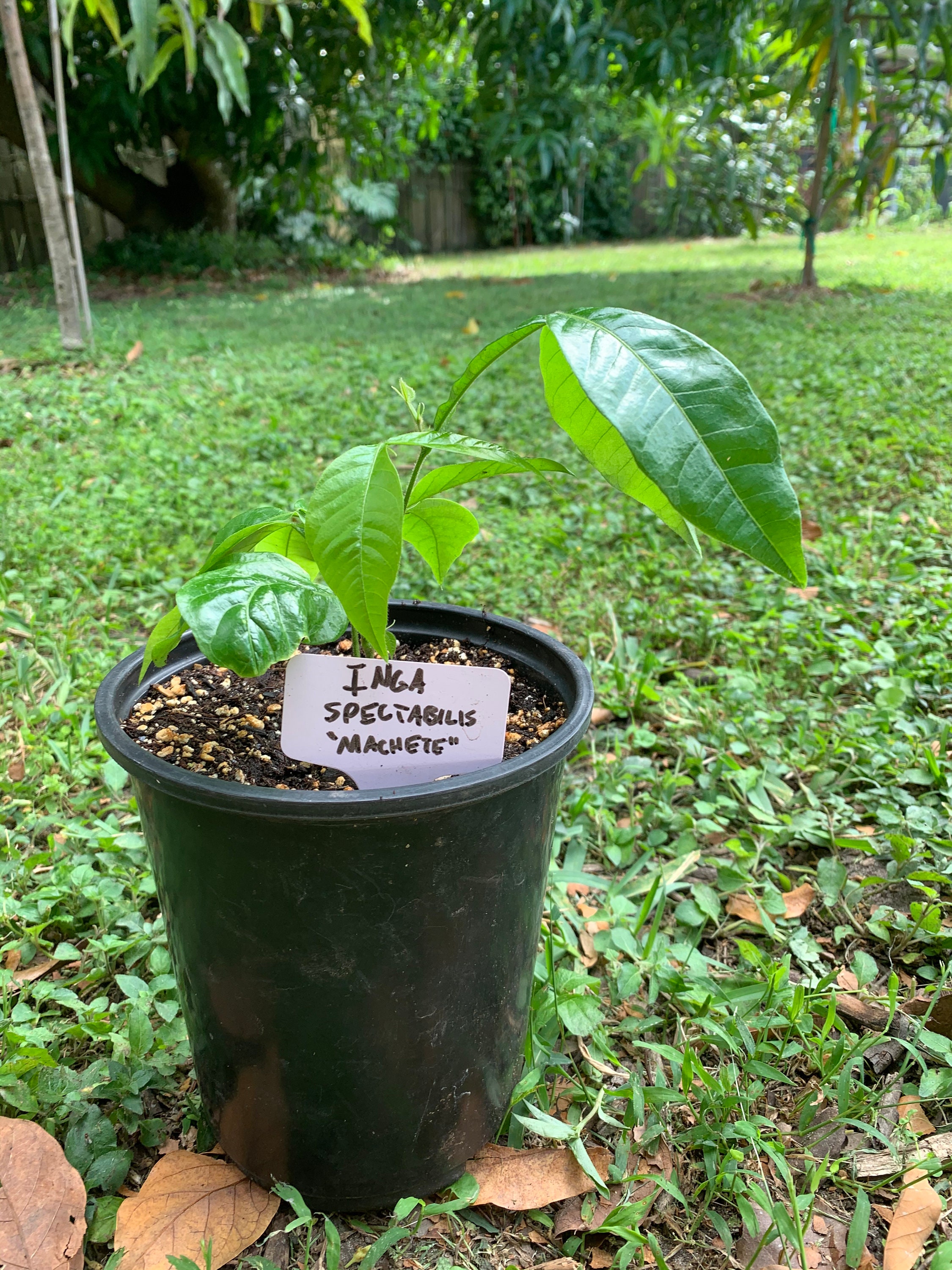 Inga spectabilis Machete Ice Cream Bean Tree Etsy